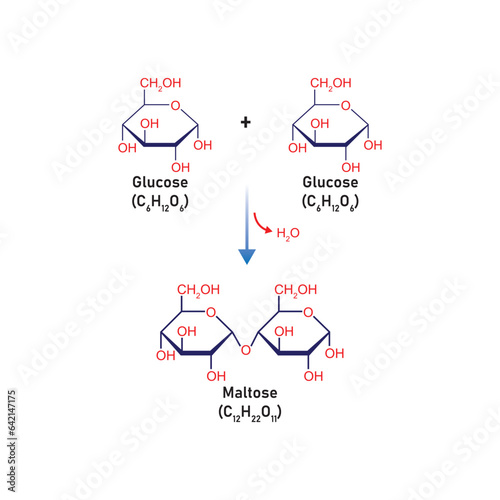 Maltose Formation Concept Design. Vector Illustration.