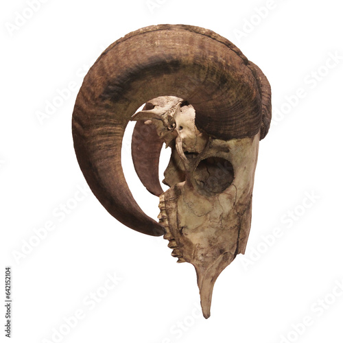 Photo of a goat or sheep skull with horns © Royokta
