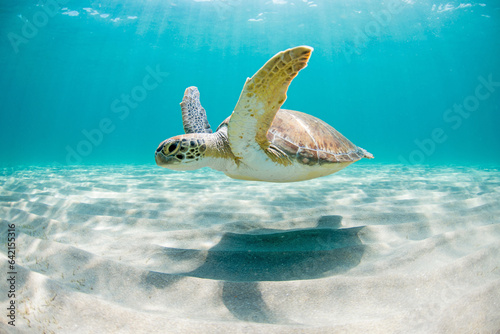 Green sea turtle swimming in the ocean.