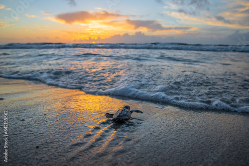 Fotografia, Obraz Loggerhead sea turtle hatchling going into the ocean during sunrise