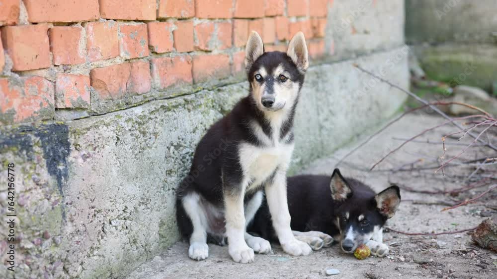 stray husky dog with two different colored eyes, heterochromia dysfunction.cute dog outside lying on road, street. kid cute boy child petting animal.black and white photo, colorful eyes close up 4k stray husky dog with two different colored eyes, heterochromia dysfunction.cute dog outside lying on road, street. kid cute boy child petting animal.black and white photo, colorful eyes close up 4k