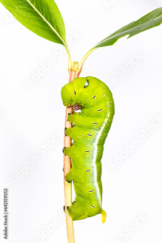 green caterpillar on a leaf