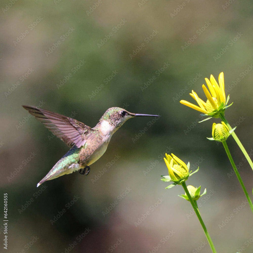 Obraz premium Ruby throated hummingbird in flight yellow flowers. 
