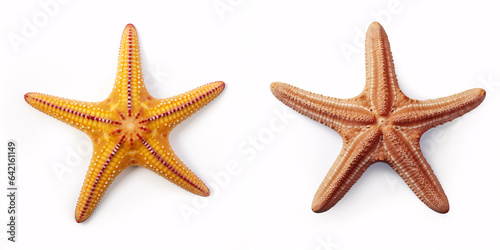 A lone starfish against a pristine white backdrop: evoking thoughts of the ocean, seaside, and beach