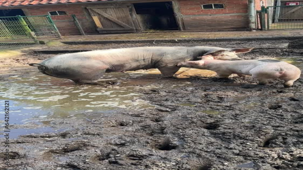 Two pigs in the mud. From their behavior it could be deduced that they were mother and child
Two pigs in the mud. From their behavior it could be deduced that they were mother and child
