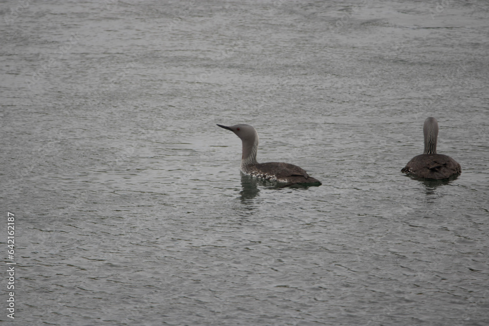 Red Throated diver swimming