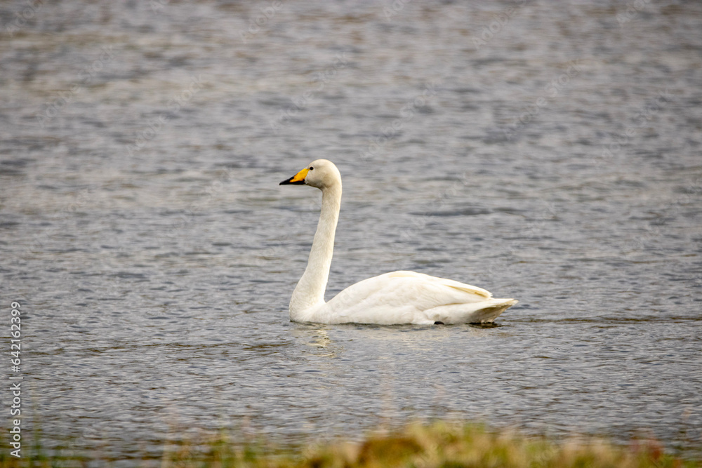 swan on the water