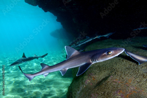 Tiburones Cazón refugiados en cueva en aguas Canarias	
