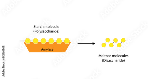 Carbohydrates Digestion. Amylase and Maltase Enzymes catalyze Polysaccharide Starch Molecule to Disaccharides and Monosaccharide, glucose Sugar Formation. Scientific Diagram. Vector Illustration.