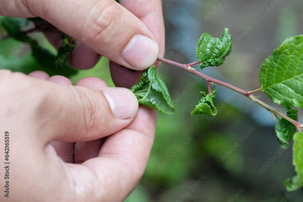 An agronomist examines a young plum tree infested with spider baptism and aphids in the garden.The use of insecticides in agriculture. An agronomist examines a young plum tree infested with spider baptism and aphids in the garden.The use of insecticides in agriculture.