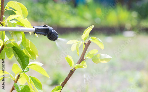 spraying trees with insecticides to protect plants from insect pests. Treatment of trees with a fungicide to protect against fungal diseases photo