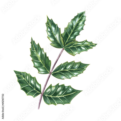 Mahonia aquifolium. Oregon grape leaf. Holly leaves. Evergreen shrub. Shiny green brunch. Watercolor illustration isolated on transparent background. For Autumn  Christmas decoration  cards