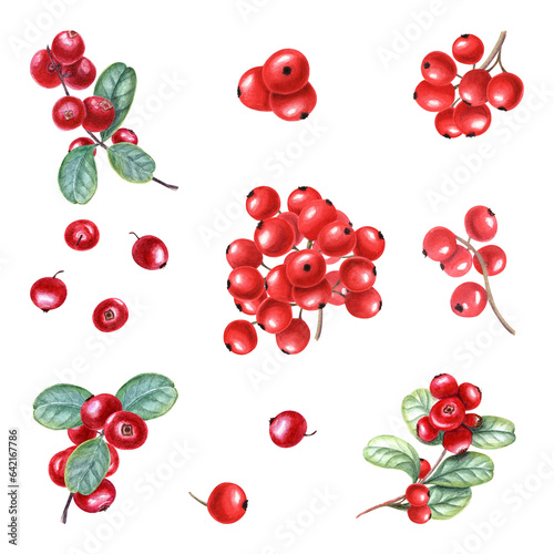 Set of different bunch of red berries. Fresh juicy cranberries, currants, cowberries, rowan berry, holly berries. Watercolor illustration isolated on transparent background. For your design