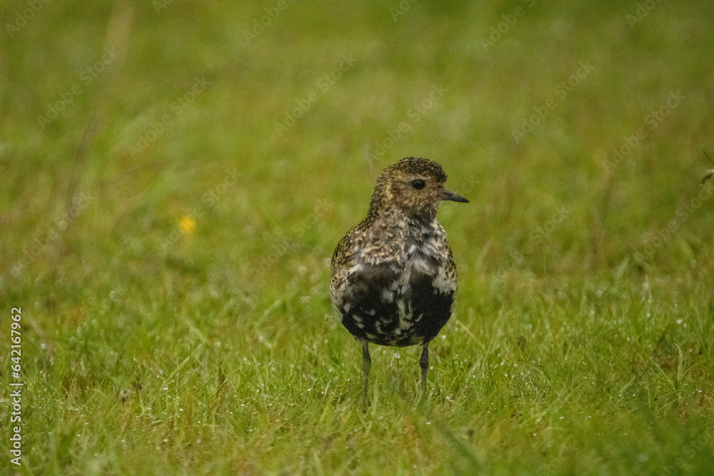 Piper in the grass Piper in the grass