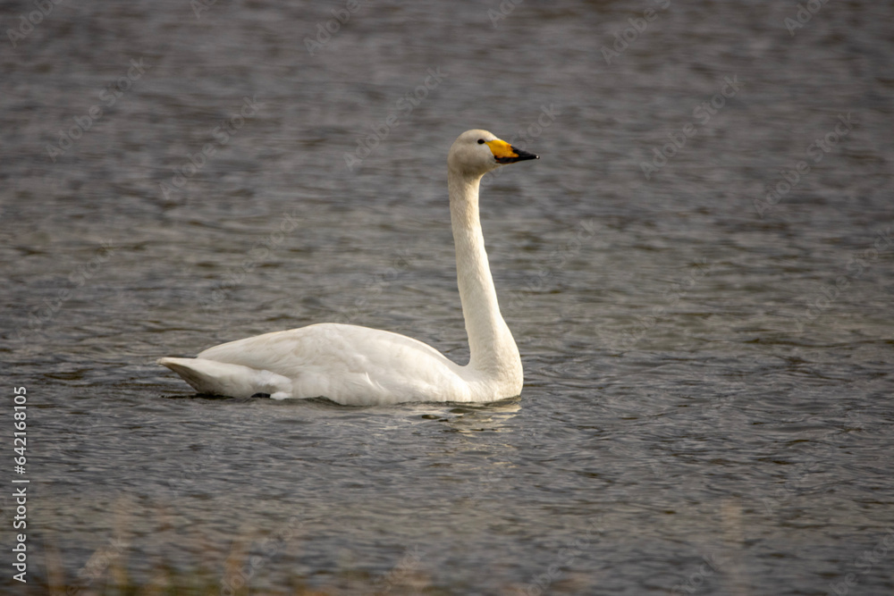 mute swan cygnus olor mute swan cygnus olor