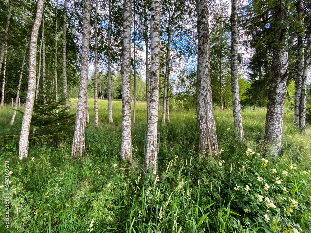 Fototapeta premium A row of birch trees at the lake of Bad Bayersoien in the Bavarian Alps, Germany
