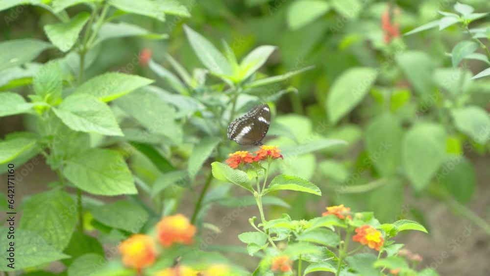 A butterfly sits in a red flower in the middle A butterfly sits in a red flower in the middle