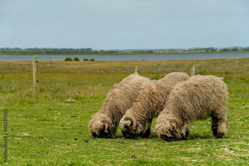 Süße schwarz weiße Walliser Schwarznasenschafe auf einer Weide an der Nordsee Süße schwarz weiße Walliser Schwarznasenschafe auf einer Weide an der Nordsee
