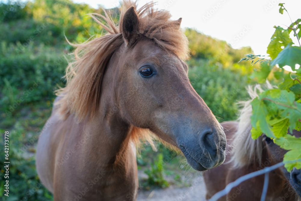 Ein braunes Pferd auf dem Bauernhof Ein braunes Pferd auf dem Bauernhof