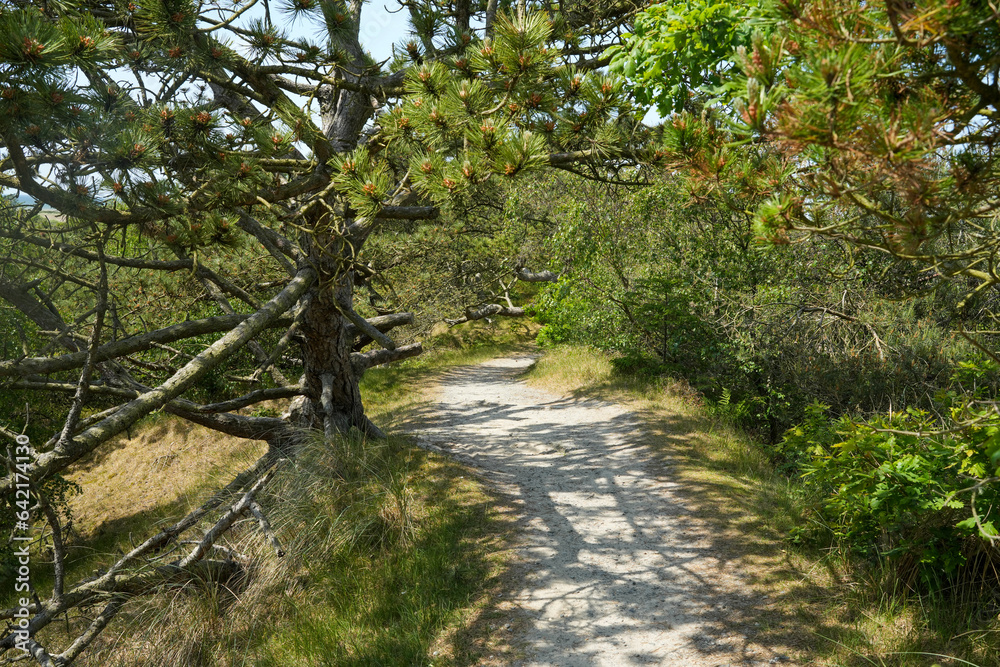 Wanderweg im Wald an der Westküste von Dänemark bei Vejers