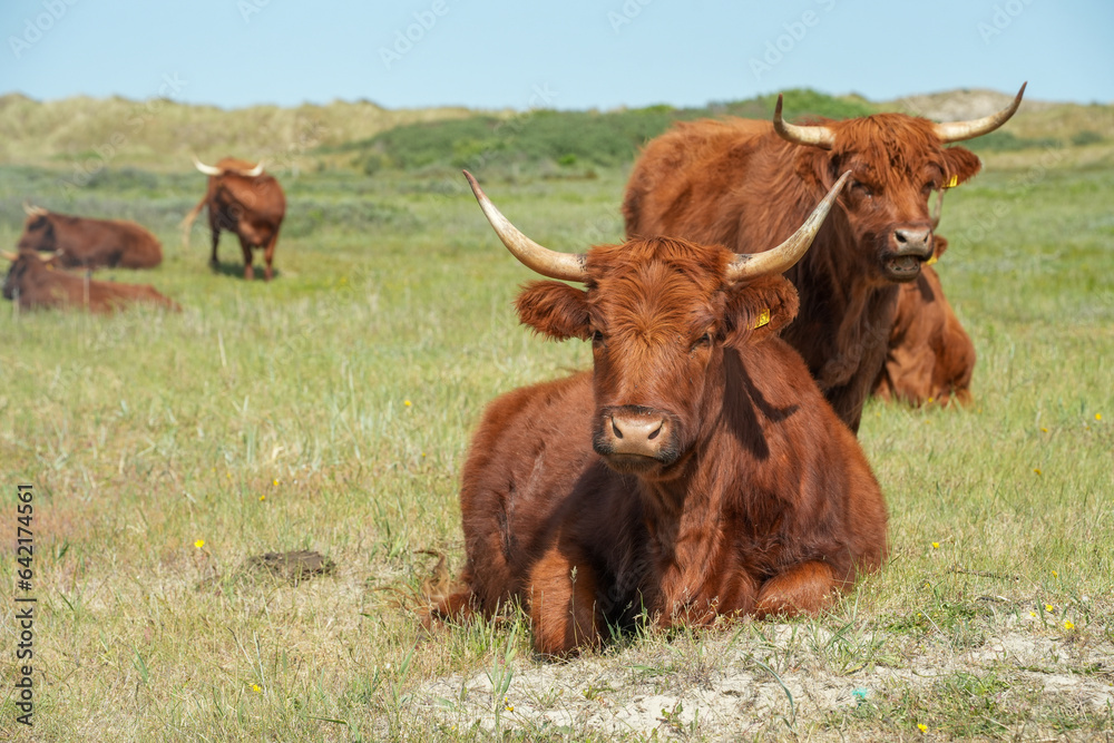 Schottische Highland Rinder auf einer grünen Weide im Sommer Schottische Highland Rinder auf einer grünen Weide im Sommer