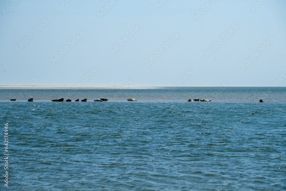 Robben auf einer Sandbank an der Küste von Dänemark