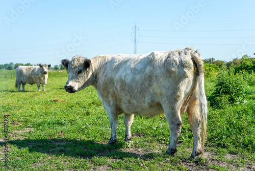 Kuh auf dem Bauernhof