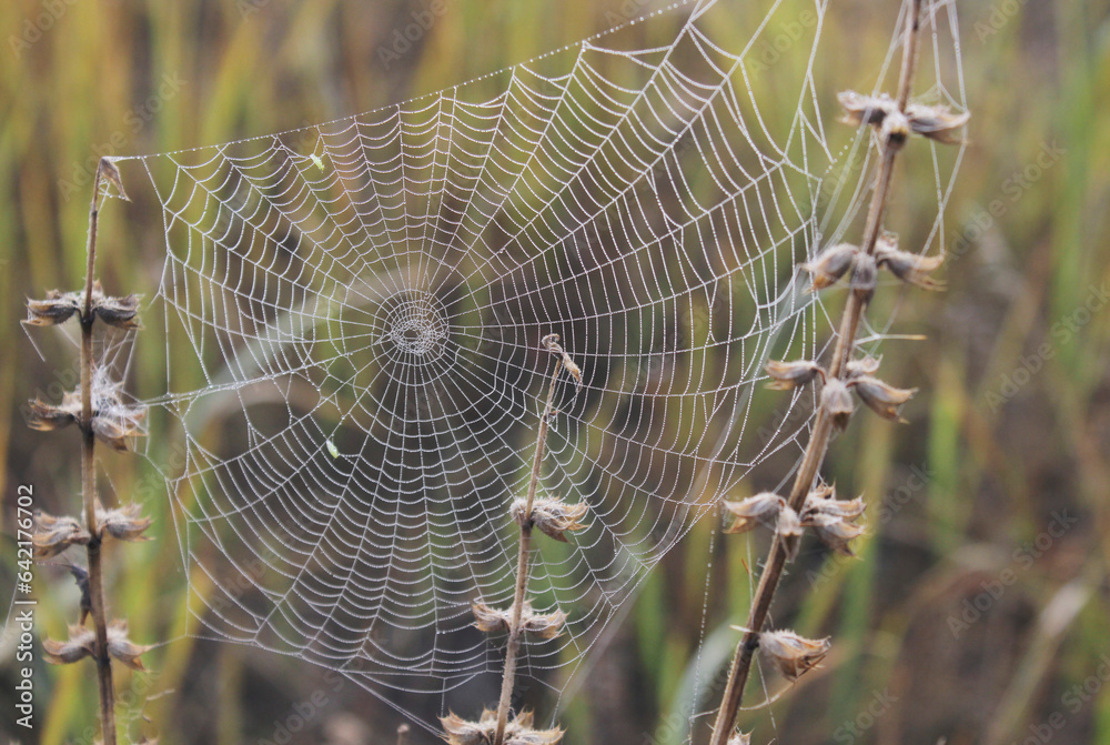 spider web in the morning