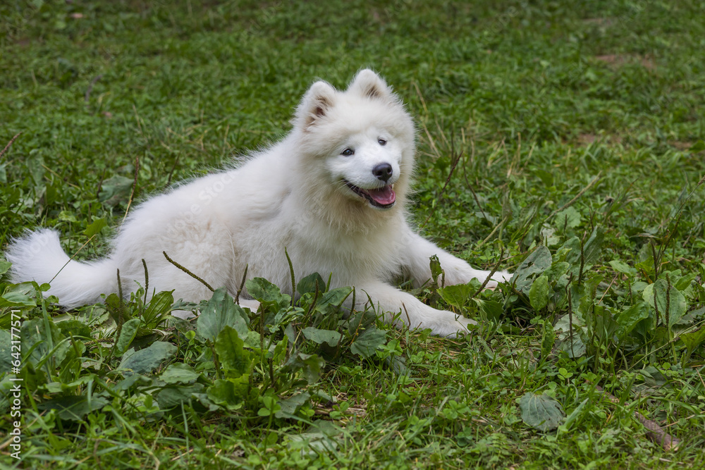 Samoyed - a beautiful breed of Siberian white dog. Four-month-old puppy on a walk. Samoyed - a beautiful breed of Siberian white dog. Four-month-old puppy on a walk.