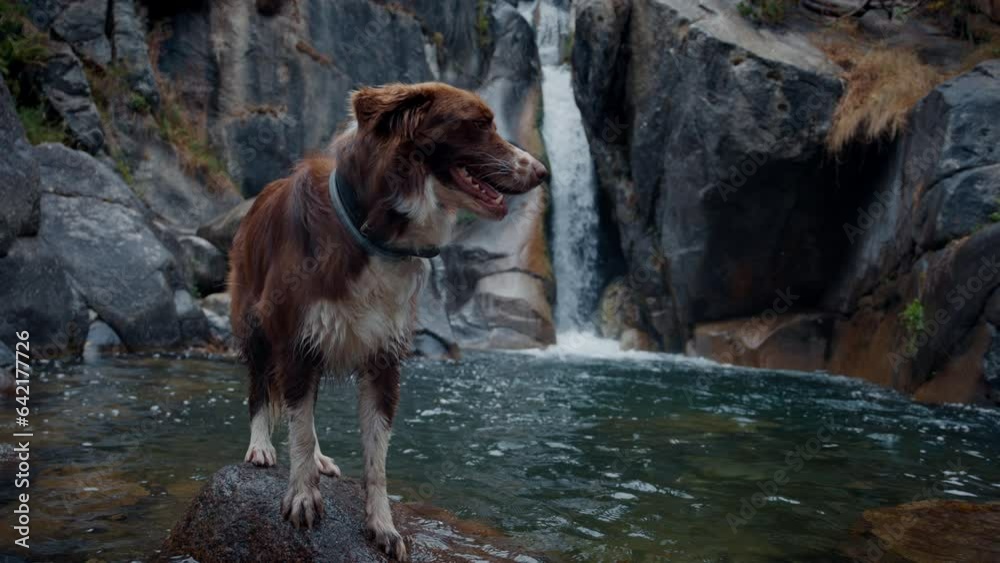 Adorable relaxed dog stay on rock at pond with powerful waterfall slow motion Adorable relaxed dog stay on rock at pond with powerful waterfall slow motion