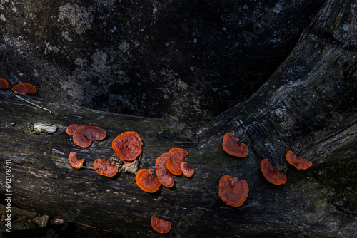 Cogumelo, Fungos em tronco de árvore velho photo