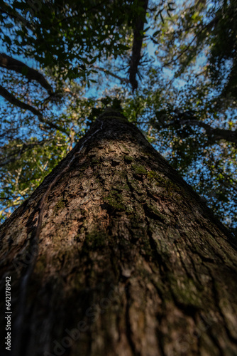 Perspectiva contra-plongée textura casca de árvore © Fagner Martins