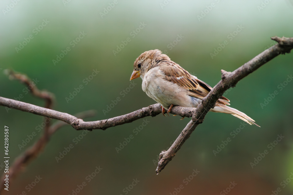 House sparrow on a tree branch House sparrow on a tree branch