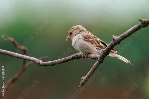 House sparrow on a tree branch