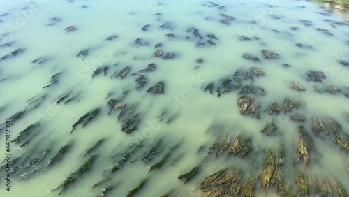 Seaweed floating in the river photo