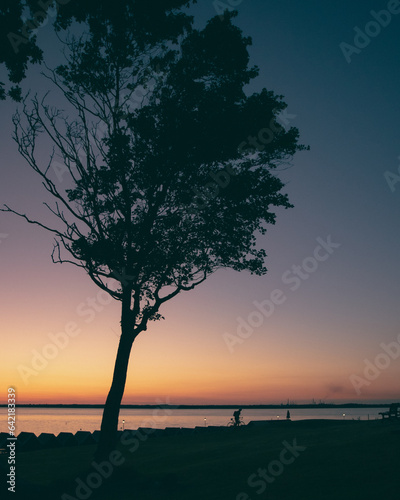 A silhouette of a tree by the sea at sunset