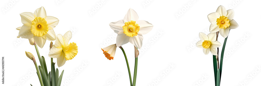White daffodil flower isolated in spring transparent background White daffodil flower isolated in spring transparent background