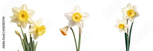 White daffodil flower isolated in spring transparent background