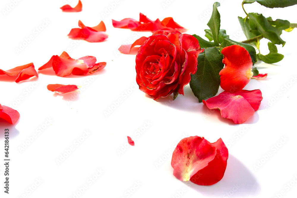Elegance and simplicity meet in the image of a red rose on white Elegance and simplicity meet in the image of a red rose on white