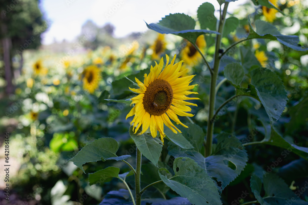 Campo de girasoles Campo de girasoles