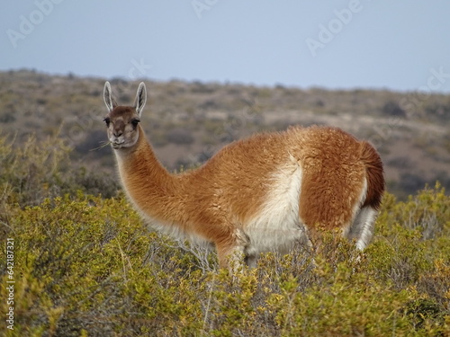 Vicuna looking at camera while eating grass and standing in bushes