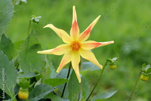 Dahlia Izarra. A star, ornamental dahlia with yellow petals blushed with red and orange.