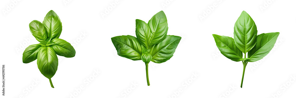 Fototapeta premium Fresh basil leaf isolated on transparent background