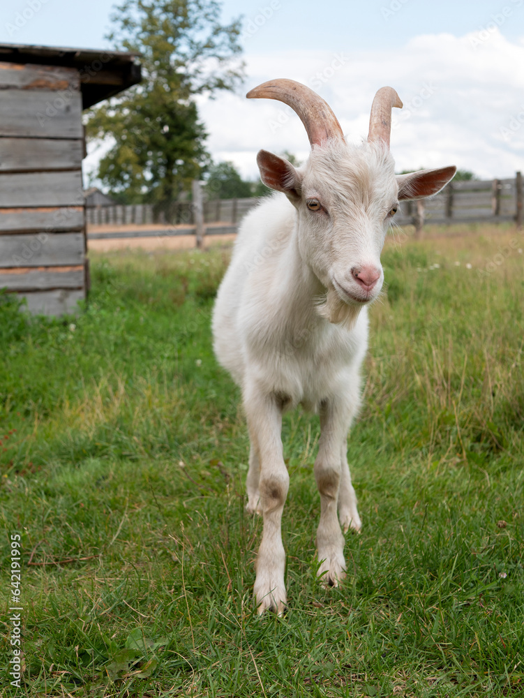 Standing horned pet goat on the farm or ranch. Domestic cloven-hoofed animal Standing horned pet goat on the farm or ranch. Domestic cloven-hoofed animal