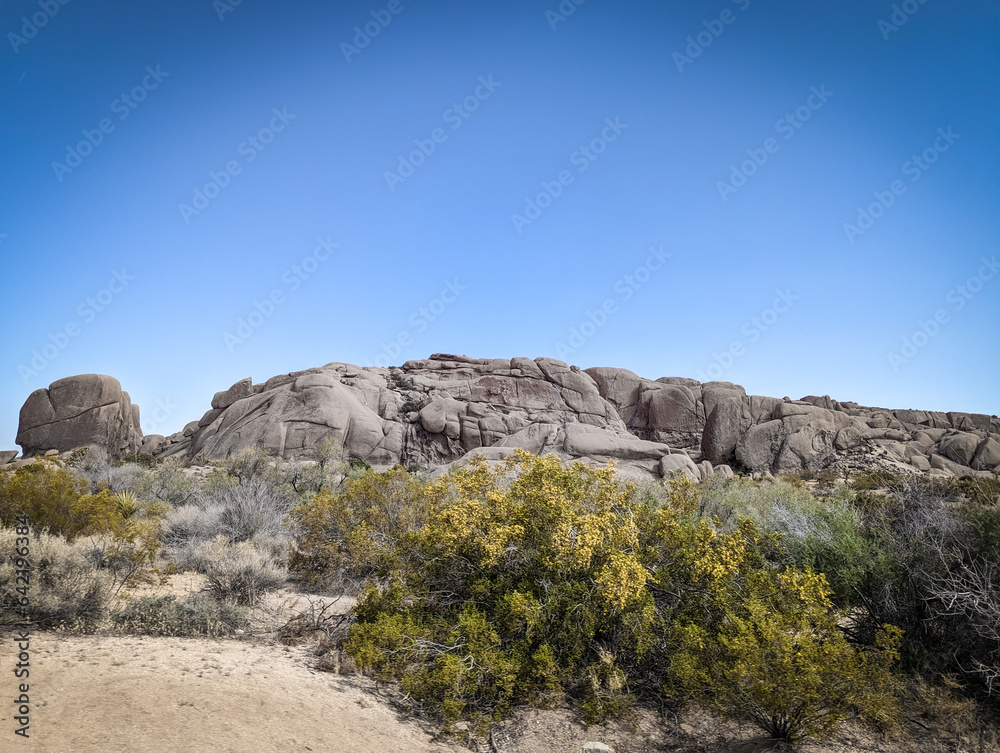 Fototapeta premium Joshua Tree National Park