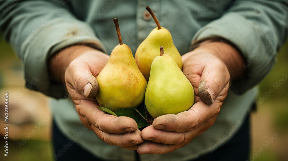 Close-up partial view of a farmer holding organic pears. Generative AI. Close-up partial view of a farmer holding organic pears. Generative AI.