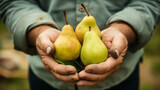 Close-up partial view of a farmer holding organic pears. Generative AI.