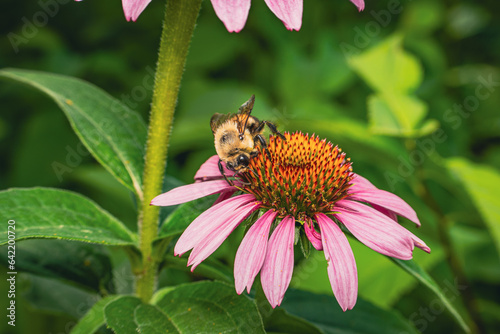 Bee on a Flower photo