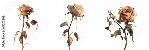 Withered rose on transparent background