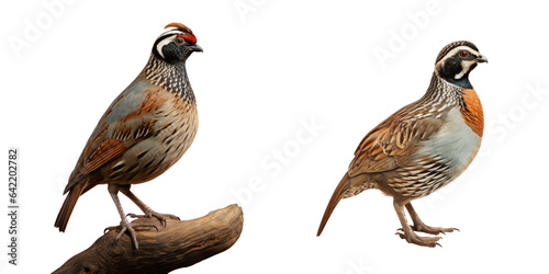 Common quail set against transparent background